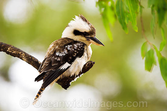 Laughing Kookaburra photo