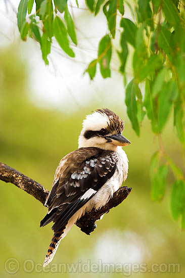 Laughing Kookaburra Dacelo novaeguineae photo