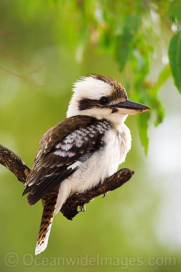 Laughing Kookaburra photo