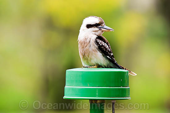 Laughing Kookaburra Dacelo novaeguineae photo