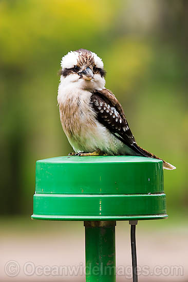 Laughing Kookaburra on power pole photo