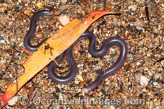 Blackish Blind Snake Ramphotyphlops nigrescens photo