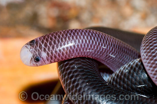 Blackish Blind Snake Ramphotyphlops nigrescens photo