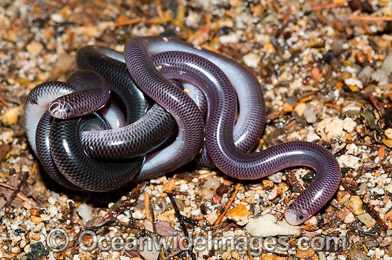 Blackish Blind Snake (Ramphotyphlops nigrescens). Found throughout eastern Australia, from southern Queensland to Victoria, usually under rocks and logs in woodlands and rock outcrops. Non venomous. Photo taken Coffs Harbour, New South Wales, Australia Photo - Gary Bell