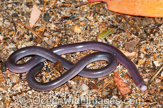 Blackish Blind Snake Ramphotyphlops nigrescens photo