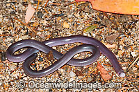 Blackish Blind Snake Ramphotyphlops nigrescens Photo - Gary Bell
