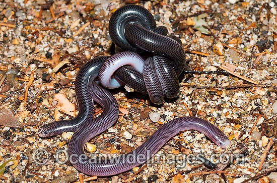 Blackish Blind Snake pair coiled together photo