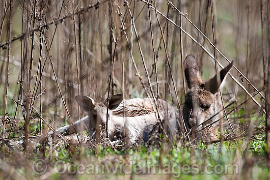 Eastern Grey Kangaroo photo