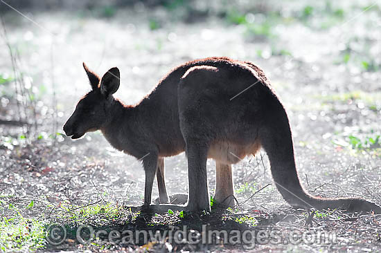 Eastern Grey Kangaroo (Macropus giganteus) - in early morning mist. Found in forests, woodlands and shrublands throughout eastern Australia. Photo taken Warrumbungle National Park, New South Wales, Australia Photo - Gary Bell