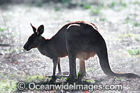 Eastern Grey Kangaroo in mist Photo - Gary Bell