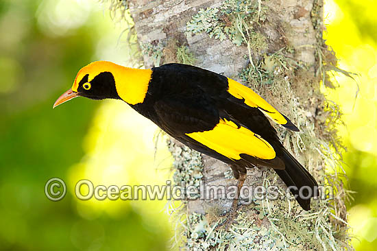 Regent Bowerbird Sericulus chrysocephalus photo Regent Bowerbird Sericulus chrysocephalus photo