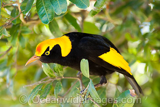 Regent Bowerbird male photo Regent Bowerbird male photo