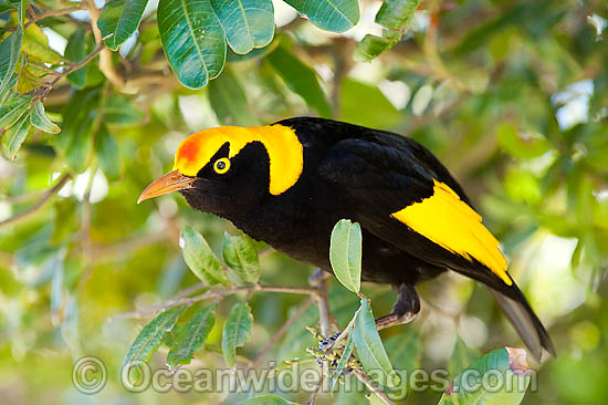 Regent Bowerbird Sericulus chrysocephalus photo