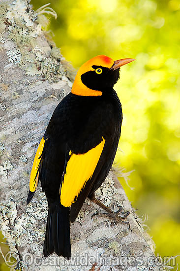 Regent Bowerbird Sericulus chrysocephalus photo Regent Bowerbird Sericulus chrysocephalus photo