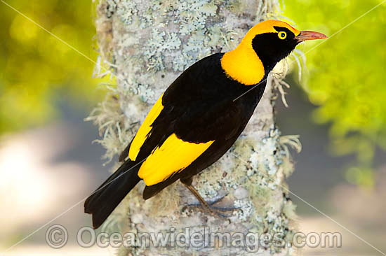 Regent Bowerbird (Sericulus chrysocephalus) - male. Found in cool temperate mountain rainforests, coastal rainforests, dense thickets and blackberry in S.E. Qld and N.E. NSW, Australia. Photo taken Lamington World Heritage National Park, Qld, Australia Photo - Gary Bell