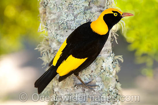 Regent Bowerbird Sericulus chrysocephalus photo