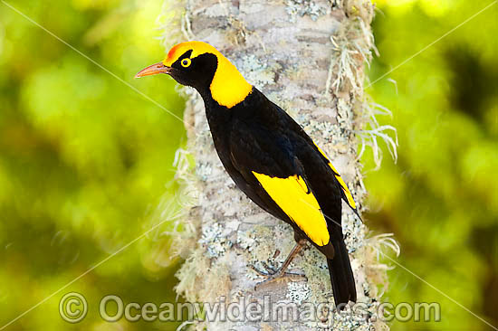 Regent Bowerbird (Sericulus chrysocephalus) - male. Found in cool temperate mountain rainforests, coastal rainforests, dense thickets and blackberry in S.E. Qld and N.E. NSW, Australia. Photo taken Lamington World Heritage National Park, Qld, Australia Photo - Gary Bell