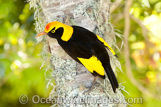 Regent Bowerbird male photo Regent Bowerbird male photo