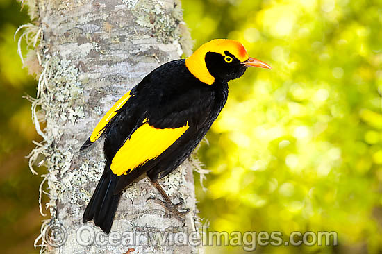 Regent Bowerbird (Sericulus chrysocephalus) - male. Found in cool temperate mountain rainforests, coastal rainforests, dense thickets and blackberry in S.E. Qld and N.E. NSW, Australia. Photo taken Lamington World Heritage National Park, Qld, Australia Photo - Gary Bell Regent Bowerbird (Sericulus chrysocephalus) - male. Found in cool temperate mountain rainforests, coastal rainforests, dense thickets and blackberry in S.E. Qld and N.E. NSW, Australia. Photo taken Lamington World Heritage National Park, Qld, Australia Photo - Gary Bell