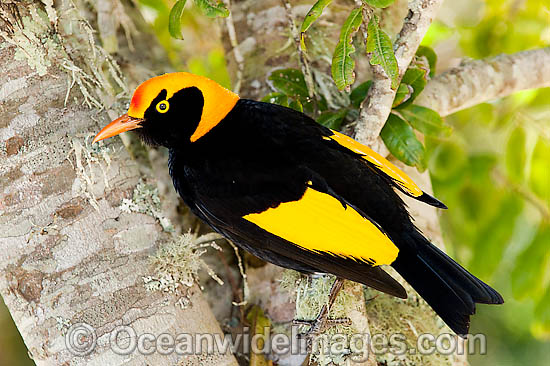 Regent Bowerbird Sericulus chrysocephalus photo Regent Bowerbird Sericulus chrysocephalus photo
