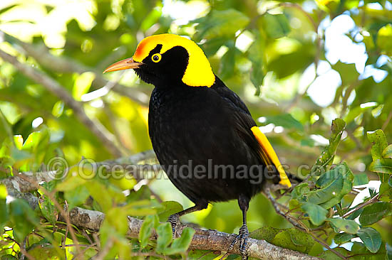 Regent Bowerbird Sericulus chrysocephalus photo Regent Bowerbird Sericulus chrysocephalus photo