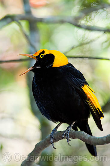 Regent Bowerbird (Sericulus chrysocephalus) - male. Found in cool temperate mountain rainforests, coastal rainforests, dense thickets and blackberry in S.E. Qld and N.E. NSW, Australia. Photo taken Lamington World Heritage National Park, Qld, Australia Photo - Gary Bell Regent Bowerbird (Sericulus chrysocephalus) - male. Found in cool temperate mountain rainforests, coastal rainforests, dense thickets and blackberry in S.E. Qld and N.E. NSW, Australia. Photo taken Lamington World Heritage National Park, Qld, Australia Photo - Gary Bell