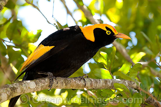 Regent Bowerbird male photo Regent Bowerbird male photo