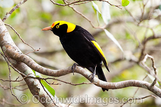 Regent Bowerbird Sericulus chrysocephalus photo Regent Bowerbird Sericulus chrysocephalus photo