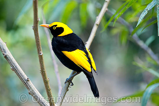 Regent Bowerbird Sericulus chrysocephalus photo Regent Bowerbird Sericulus chrysocephalus photo