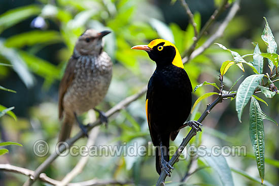 Regent Bowerbird male photo Regent Bowerbird male photo