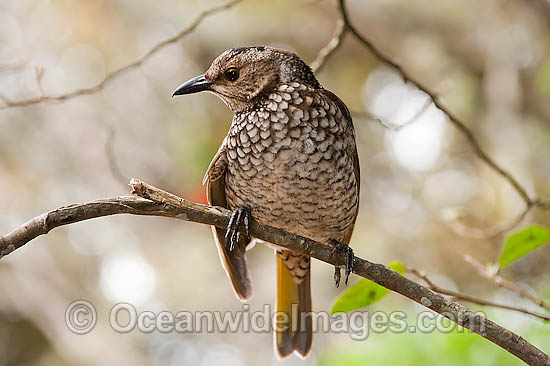 Regent Bowerbird (Sericulus chrysocephalus) - female. Found in cool temperate mountain rainforests, coastal rainforests, dense thickets and blackberry in S.E. Qld and N.E. NSW, Australia. Photo taken Lamington World Heritage National Park, Qld, Australia Photo - Gary Bell Regent Bowerbird (Sericulus chrysocephalus) - female. Found in cool temperate mountain rainforests, coastal rainforests, dense thickets and blackberry in S.E. Qld and N.E. NSW, Australia. Photo taken Lamington World Heritage National Park, Qld, Australia Photo - Gary Bell