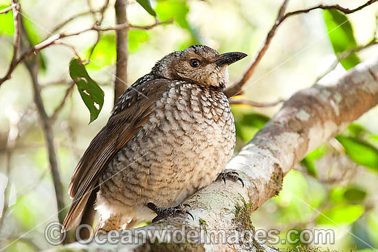 Regent Bowerbird (Sericulus chrysocephalus) - female. Found in cool temperate mountain rainforests, coastal rainforests, dense thickets and blackberry in S.E. Qld and N.E. NSW, Australia. Photo taken Lamington World Heritage National Park, Qld, Australia Photo - Gary Bell