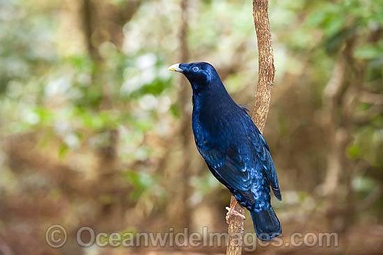 Satin Bowerbird (Ptilonorhynchus violaceus) - male. Found in cool temperate mountain rainforests, coastal rainforests, dense thickets and blackberry in S.E. Qld and N.E. NSW, Australia. Photo taken Lamington World Heritage National Park, Qld, Australia Photo - Gary Bell