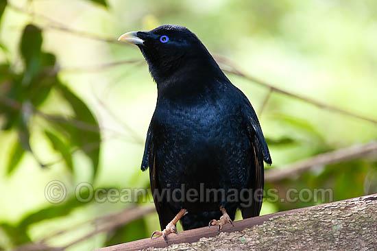 Satin Bowerbird (Ptilonorhynchus violaceus) - male. Found in cool temperate mountain rainforests, coastal rainforests, dense thickets and blackberry in S.E. Qld and N.E. NSW, Australia. Photo taken Lamington World Heritage National Park, Qld, Australia Photo - Gary Bell