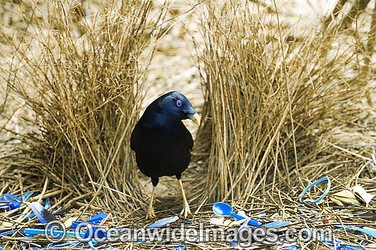 Satin Bowerbird male in bower photo Satin Bowerbird male in bower photo