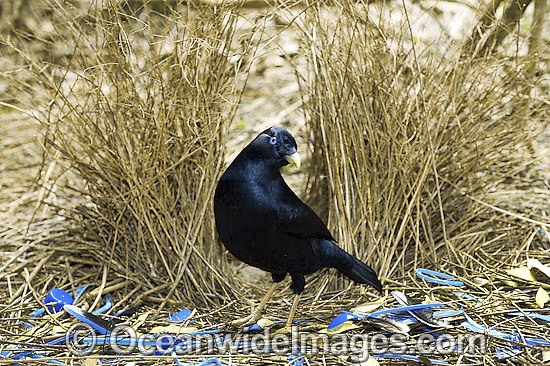 Satin Bowerbird male in bower photo