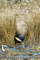 Satin Bowerbird male in bower Photo - Gary Bell