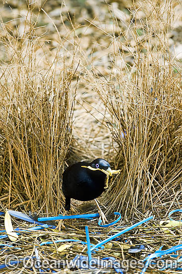Satin Bowerbird male in bower photo