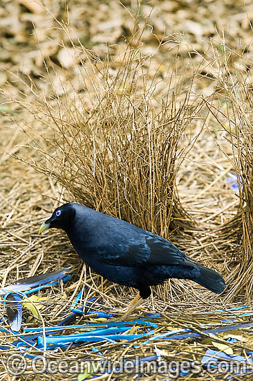 Satin Bowerbird male in bower photo