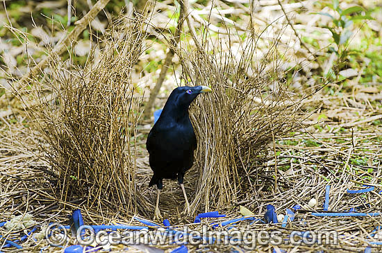 Satin Bowerbird male in bower photo