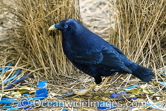Satin Bowerbird male in bower photo Satin Bowerbird male in bower photo