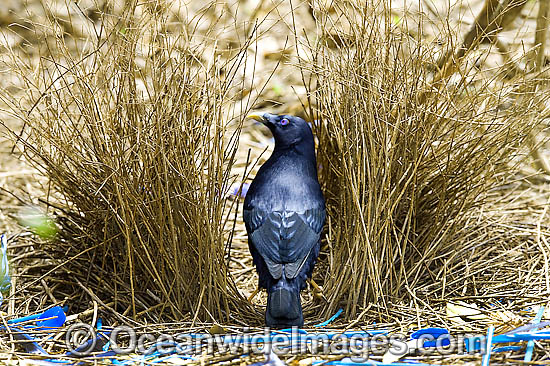 Satin Bowerbird male in bower photo Satin Bowerbird male in bower photo