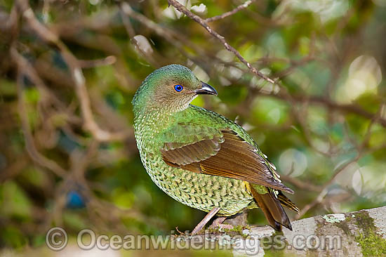 Satin Bowerbird female photo Satin Bowerbird female photo