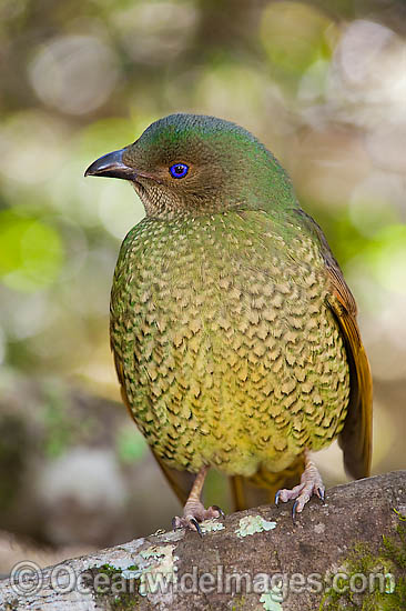 Satin Bowerbird Ptilonorhynchus violaceus photo