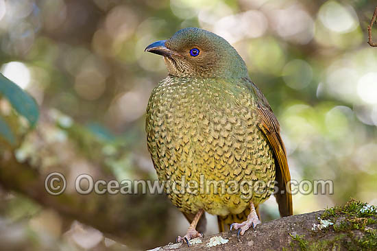 Satin Bowerbird female photo Satin Bowerbird female photo