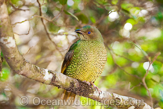 Satin Bowerbird (Ptilonorhynchus violaceus) - female. Found in cool temperate mountain rainforests, coastal rainforests, dense thickets and blackberry in S.E. Qld and N.E. NSW, Australia. Photo taken Lamington World Heritage National Park, Qld, Australia Photo - Gary Bell Satin Bowerbird (Ptilonorhynchus violaceus) - female. Found in cool temperate mountain rainforests, coastal rainforests, dense thickets and blackberry in S.E. Qld and N.E. NSW, Australia. Photo taken Lamington World Heritage National Park, Qld, Australia Photo - Gary Bell