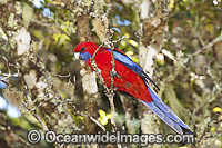 Crimson Rosella Photo - Gary Bell