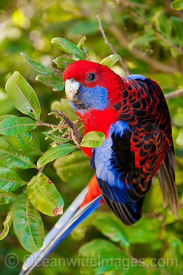 Crimson Rosella Platycercus elegans elegans photo