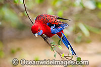 Crimson Rosella Photo - Gary Bell