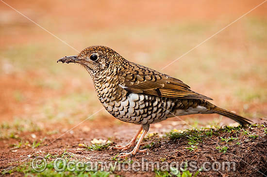 Bassian Thrush (Zoothera lunilata). Found in rainforests, eucalypt forests and woodlands of South-eastern Qld, NSW, Vic and Tas, Australia. Photo taken at Lamington World Heritage National Park, Queensland, Australia. Photo - Gary Bell